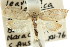  ( - CCDB-15772-D05)  @11 [ ] CreativeCommons - Attribution (2011) ANIC/CBG Photography Group Centre for Biodiversity Genomics