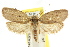  ( - CCDB-15772-D08)  @14 [ ] CreativeCommons - Attribution (2011) ANIC/CBG Photography Group Centre for Biodiversity Genomics