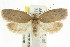  ( - CCDB-15772-E04)  @13 [ ] CreativeCommons - Attribution (2011) ANIC/CBG Photography Group Centre for Biodiversity Genomics
