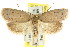  ( - CCDB-15772-F04)  @14 [ ] CreativeCommons - Attribution (2011) ANIC/CBG Photography Group Centre for Biodiversity Genomics