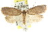  ( - CCDB-15772-F08)  @13 [ ] CreativeCommons - Attribution (2011) ANIC/CBG Photography Group Centre for Biodiversity Genomics