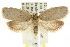  ( - CCDB-15772-G07)  @13 [ ] CreativeCommons - Attribution (2011) ANIC/CBG Photography Group Centre for Biodiversity Genomics