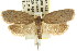  ( - CCDB-15772-G08)  @14 [ ] CreativeCommons - Attribution (2011) ANIC/CBG Photography Group Centre for Biodiversity Genomics