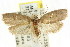  ( - CCDB-15772-G11)  @14 [ ] CreativeCommons - Attribution (2011) ANIC/CBG Photography Group Centre for Biodiversity Genomics