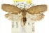  ( - CCDB-15772-G12)  @13 [ ] CreativeCommons - Attribution (2011) ANIC/CBG Photography Group Centre for Biodiversity Genomics