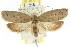  ( - CCDB-15772-H01)  @15 [ ] CreativeCommons - Attribution (2011) ANIC/CBG Photography Group Centre for Biodiversity Genomics