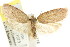 ( - CCDB-15773-A07)  @13 [ ] CreativeCommons - Attribution (2011) ANIC/CBG Photography Group Centre for Biodiversity Genomics