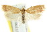  (Garrha sp. ANIC173 - CCDB-15773-A09)  @11 [ ] CreativeCommons - Attribution (2011) ANIC/CBG Photography Group Centre for Biodiversity Genomics