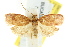  ( - CCDB-15773-B02)  @14 [ ] CreativeCommons - Attribution (2011) ANIC/CBG Photography Group Centre for Biodiversity Genomics