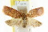  ( - CCDB-15773-B04)  @13 [ ] CreativeCommons - Attribution (2011) ANIC/CBG Photography Group Centre for Biodiversity Genomics