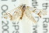  ( - CCDB-15773-F01)  @13 [ ] CreativeCommons - Attribution (2011) ANIC/CBG Photography Group Centre for Biodiversity Genomics