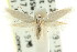  (Antipterna sp. ANIC8 - CCDB-15773-F12)  @11 [ ] CreativeCommons - Attribution (2011) ANIC/CBG Photography Group Centre for Biodiversity Genomics