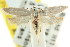  ( - CCDB-15773-G02)  @14 [ ] CreativeCommons - Attribution (2011) ANIC/CBG Photography Group Centre for Biodiversity Genomics