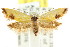  ( - CCDB-15774-D03)  @11 [ ] CreativeCommons - Attribution (2011) ANIC/CBG Photography Group Centre for Biodiversity Genomics