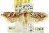 ( - CCDB-15776-B11)  @11 [ ] CreativeCommons - Attribution (2011) ANIC/CBG Photography Group Centre for Biodiversity Genomics