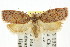  ( - CCDB-15776-G11)  @13 [ ] CreativeCommons - Attribution (2011) ANIC/CBG Photography Group Centre for Biodiversity Genomics