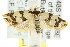  ( - CCDB-15777-A11)  @12 [ ] CreativeCommons - Attribution (2011) ANIC/CBG Photography Group Centre for Biodiversity Genomics