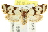  ( - CCDB-15777-A12)  @13 [ ] CreativeCommons - Attribution (2011) ANIC/CBG Photography Group Centre for Biodiversity Genomics