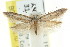  ( - CCDB-15777-G03)  @11 [ ] CreativeCommons - Attribution (2011) ANIC/CBG Photography Group Centre for Biodiversity Genomics