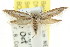  ( - CCDB-15777-G04)  @14 [ ] CreativeCommons - Attribution (2011) ANIC/CBG Photography Group Centre for Biodiversity Genomics