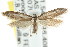  ( - CCDB-15778-A11)  @13 [ ] CreativeCommons - Attribution (2011) ANIC/CBG Photography Group Centre for Biodiversity Genomics