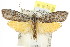  ( - CCDB-15778-B07)  @14 [ ] CreativeCommons - Attribution (2011) ANIC/CBG Photography Group Centre for Biodiversity Genomics