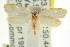  ( - CCDB-15778-F09)  @11 [ ] CreativeCommons - Attribution (2011) ANIC/CBG Photography Group Centre for Biodiversity Genomics