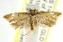  ( - CCDB-15779-A09)  @12 [ ] CreativeCommons - Attribution (2011) ANIC/CBG Photography Group Centre for Biodiversity Genomics
