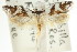  ( - CCDB-15779-F05)  @12 [ ] CreativeCommons - Attribution (2011) ANIC/CBG Photography Group Centre for Biodiversity Genomics