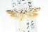  ( - CCDB-15779-G03)  @13 [ ] CreativeCommons - Attribution (2011) ANIC/CBG Photography Group Centre for Biodiversity Genomics