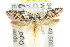  ( - CCDB-15779-G08)  @14 [ ] CreativeCommons - Attribution (2011) ANIC/CBG Photography Group Centre for Biodiversity Genomics