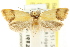  ( - CCDB-15781-A01)  @13 [ ] CreativeCommons - Attribution (2011) ANIC/CBG Photography Group Centre for Biodiversity Genomics