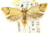  ( - CCDB-15781-A02)  @13 [ ] CreativeCommons - Attribution (2011) ANIC/CBG Photography Group Centre for Biodiversity Genomics