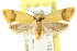  ( - CCDB-15781-A03)  @14 [ ] CreativeCommons - Attribution (2011) ANIC/CBG Photography Group Centre for Biodiversity Genomics