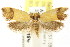  ( - CCDB-15781-A04)  @13 [ ] CreativeCommons - Attribution (2011) ANIC/CBG Photography Group Centre for Biodiversity Genomics