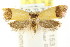  ( - CCDB-15781-A10)  @14 [ ] CreativeCommons - Attribution (2011) ANIC/CBG Photography Group Centre for Biodiversity Genomics