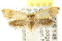  ( - CCDB-15781-A12)  @13 [ ] CreativeCommons - Attribution (2011) ANIC/CBG Photography Group Centre for Biodiversity Genomics