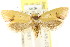  ( - CCDB-15781-B02)  @13 [ ] CreativeCommons - Attribution (2011) ANIC/CBG Photography Group Centre for Biodiversity Genomics