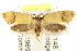  (Coesyra sp. ANIC1 - CCDB-15781-B06)  @14 [ ] CreativeCommons - Attribution (2011) ANIC/CBG Photography Group Centre for Biodiversity Genomics