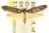  (Artiastis sp. ANIC4 - CCDB-15781-F01)  @11 [ ] CreativeCommons - Attribution (2011) ANIC/CBG Photography Group Centre for Biodiversity Genomics