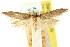  ( - CCDB-15781-F06)  @11 [ ] CreativeCommons - Attribution (2011) ANIC/CBG Photography Group Centre for Biodiversity Genomics