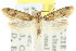 ( - CCDB-15782-A07)  @12 [ ] CreativeCommons - Attribution (2011) ANIC/CBG Photography Group Centre for Biodiversity Genomics