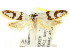  ( - CCDB-15782-E03)  @11 [ ] CreativeCommons - Attribution (2011) ANIC/CBG Photography Group Centre for Biodiversity Genomics