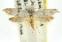  ( - CCDB-15782-E05)  @12 [ ] CreativeCommons - Attribution (2011) ANIC/CBG Photography Group Centre for Biodiversity Genomics
