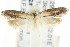  ( - CCDB-15782-E07)  @12 [ ] CreativeCommons - Attribution (2011) ANIC/CBG Photography Group Centre for Biodiversity Genomics