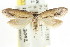  ( - CCDB-15782-E08)  @11 [ ] CreativeCommons - Attribution (2011) ANIC/CBG Photography Group Centre for Biodiversity Genomics
