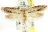  ( - CCDB-15782-E09)  @13 [ ] CreativeCommons - Attribution (2011) ANIC/CBG Photography Group Centre for Biodiversity Genomics
