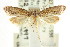  ( - CCDB-15782-F01)  @12 [ ] CreativeCommons - Attribution (2011) ANIC/CBG Photography Group Centre for Biodiversity Genomics