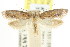  ( - CCDB-15782-F02)  @12 [ ] CreativeCommons - Attribution (2011) ANIC/CBG Photography Group Centre for Biodiversity Genomics