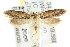  ( - CCDB-15782-F07)  @13 [ ] CreativeCommons - Attribution (2011) ANIC/CBG Photography Group Centre for Biodiversity Genomics